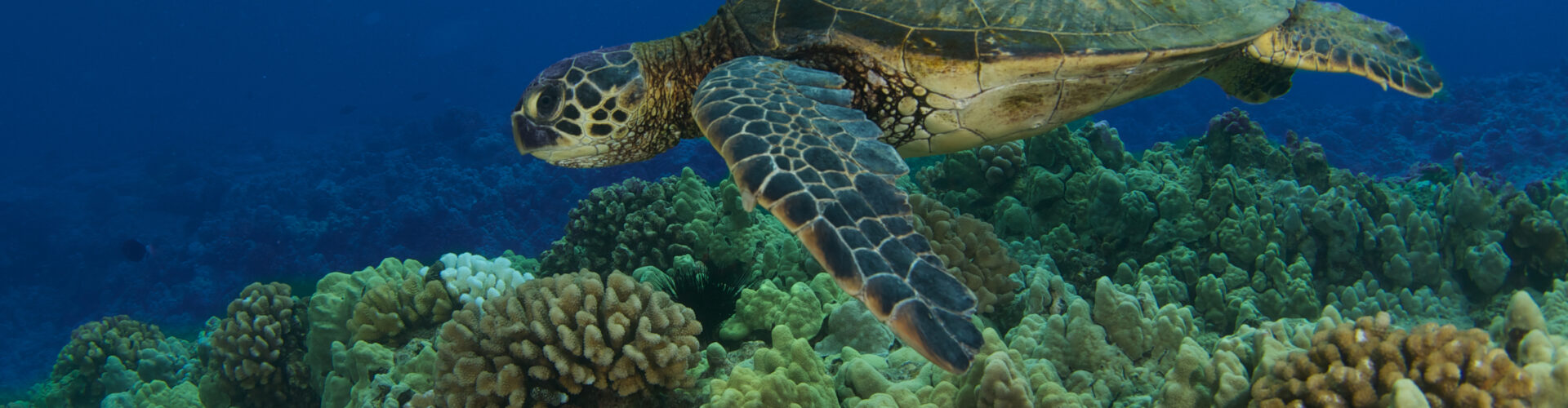 Red de groene zeeschildpad