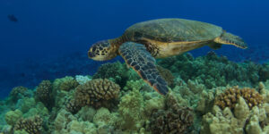 Red de groene zeeschildpad