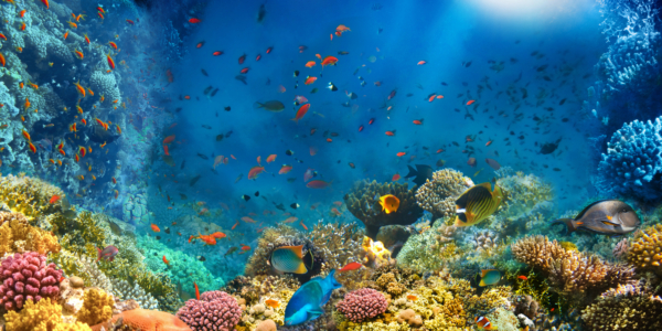 Stervende koraalriffen