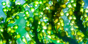 Biodiesel uit algen